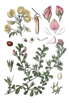 Unter dem Titel: Gemeiner Rosthaferwurzel (Ononis repens)