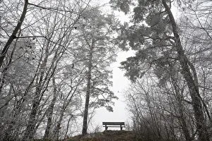 Quiet German Countryside Drucke: An empty bench between bare trees covered with brawl in a quiet