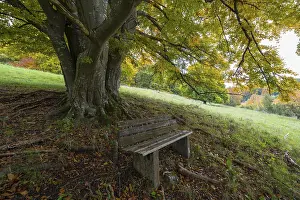Deciduous Tree Roots Drucke: Bench in front of a mighty tree with sprawling roots