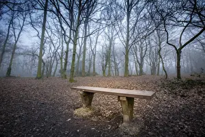 Atmospheric Forest Scenery Drucke: Empty bench in the misty forest at dawn