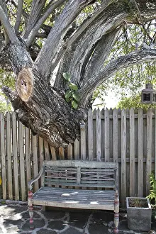 Ein Bank unter einem alten Baum.