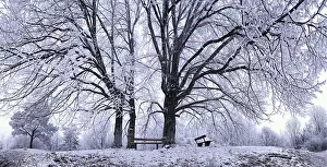 Bavaria Winter Scenery Drucke: Benches under wintry linden trees
