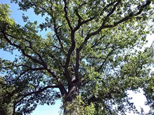 Deciduous Tree Care Drucke: Bend oak