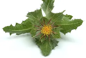 Benedicte Herb Drucke: Benedicte (cnicus benedictus) herb