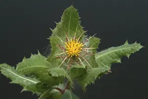 Benedicte Herb Drucke: Benedicte (cnicus benedictus) herb