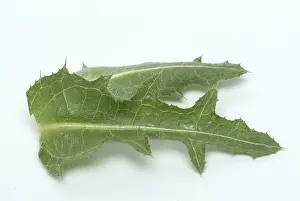 Benedicte Herb Drucke: Benedicte (cnicus benedictus) herb