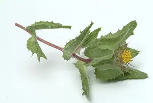 Benedicte Herb Drucke: Benedicte (cnicus benedictus) herb