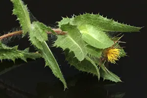 Benedicte Herb Drucke: Benedicte (cnicus benedictus) herb