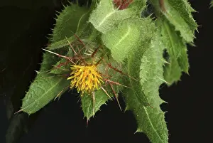 Benedicte Herb Drucke: Benedicte (cnicus benedictus) herb