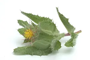 Benedicte Herb Drucke: Benedicte (cnicus benedictus) herb