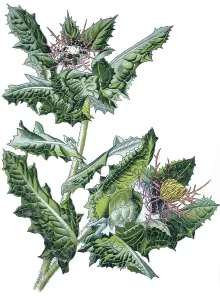 Medicinal Plant Botany Drucke: Benedict's Thistle or Blessed Thistle (Centaurea benedicta)