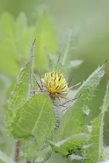German Medicinal Herbs Drucke: Benedict's weed (Centaurea benedicta)