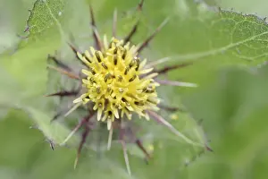 German Medicinal Plants Drucke: Benedict's weed (Centaurea benedicta)