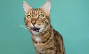 Funny Pet Pictures Drucke: Bengal cat eats on a green background