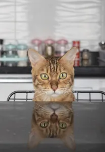 Cat Breed Photography Drucke: Bengal cat looking out from the table with reflection