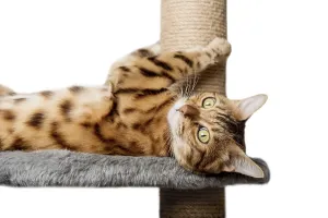 Bengal Cat Breed Drucke: Bengal cat on a scratching post on a white background