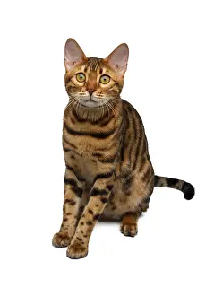 Bengal-Katze sitzt isoliert auf weißem Hintergrund.
