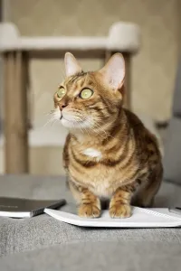 Feliformia Domestic Animal Drucke: Bengal cat on the sofa with an open notebook or notepad