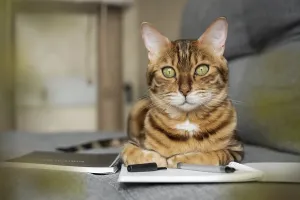 Feliformia Animal Portrait Drucke: Bengal cat on the sofa with an open notebook or notepad