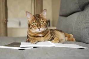 Feliformia Animal Breed Drucke: Bengal cat on the sofa with an open notebook or notepad