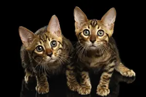 Studio Shot Of Cats Drucke: Two Bengal Kitty Looking in Camera on Black Background