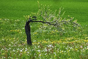Open Air Blooming Flowers Drucke: Bent tree with blossoms