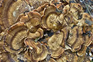 Beauty In Austrian Nature Drucke: Benzoin Bracket (Ischnoderma benzoinum)