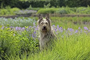 Berger Picard Dog Drucke: Berger Picard