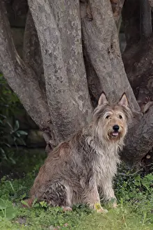 Berger Picard Dog Drucke: Berger Picard
