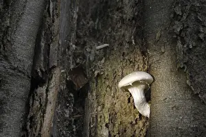 Deserted Forest Mushrooms Drucke: Berinded side mushroom