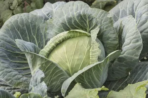 Exterior Garden View Drucke: A big cabbage head growing in the garden