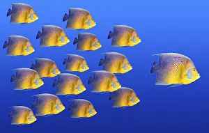 Drucke von Großer Fisch führt andere Kaiserfisch Drucke: Großer Fisch führt andere.