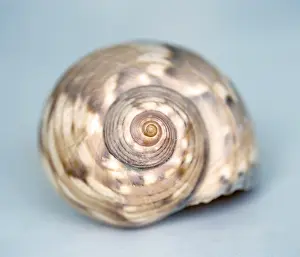 Bivalve Animal Drucke: A big shell