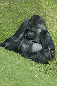 Deserted Grassland Scene Drucke: A big silverback gorilla sitting on grass