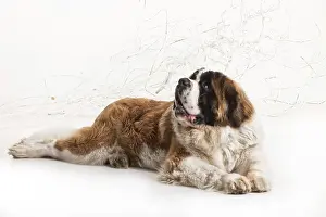 Bright Studio Shot Drucke: Big st. bernard lying on a white studio background