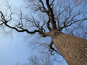 Tree Trunk Drucke: A big tree from thr bottom up shoot