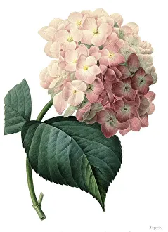 Hydrangea Macrophylla Drucke: Bigleaf hydrangea (Hydrangea macrophylla)