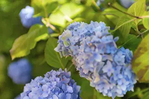 Hydrangea Macrophylla Drucke: Bigleaf hydrangea (Hydrangea macrophylla)
