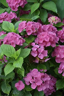 Bigleaf Hydrangea Drucke: Bigleaf Hydrangea (Hydrangea macrophylla)