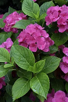 Bigleaf Hydrangea Drucke: Bigleaf Hydrangea (Hydrangea macrophylla)