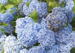 Hydrangea Macrophylla Drucke: Bigleaf hydrangea (Hydrangea macrophylla)