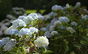 Hydrangea Macrophylla Drucke: Bigleaf hydrangea (Hydrangea macrophylla)