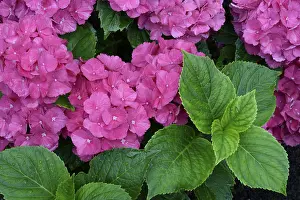 Bigleaf Hydrangea Drucke: Bigleaf Hydrangea (Hydrangea macrophylla)