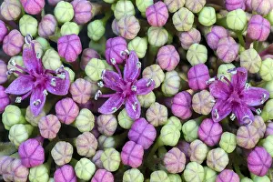 Southern Germany Botany Drucke: Bigleaf Hydrangea (Hydrangea macrophylla)