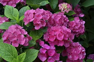 Bigleaf Hydrangea Drucke: Bigleaf Hydrangea (Hydrangea macrophylla)