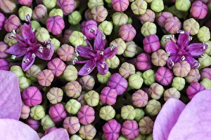 Central Europe Blossoms Drucke: Bigleaf Hydrangea (Hydrangea macrophylla)