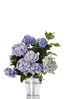 Nature Flora Photography Drucke: Bigleaf Hydrangea (Hydrangea macrophylla)