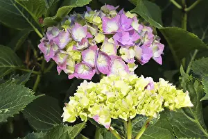 Hydrangea Macrophylla Drucke: Bigleaf hydrangea (Hydrangea macrophylla) flowering