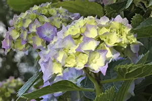 Hydrangea Macrophylla Drucke: Bigleaf hydrangea (Hydrangea macrophylla) flowering