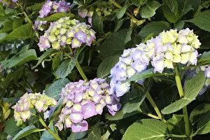 Hydrangea Macrophylla Drucke: Bigleaf hydrangea (Hydrangea macrophylla) flowering